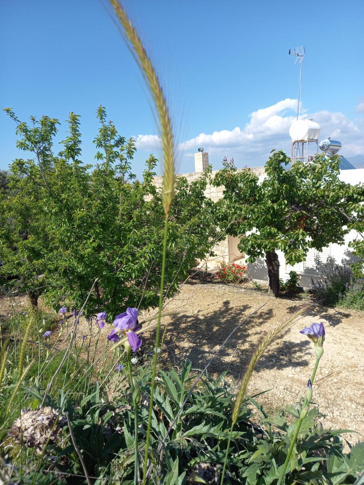 Villa Koumneni Pano Akourdalia Exterior foto